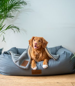 How to Find a Pet-Friendly Luxury Apartment in Tokyo: A Guide for Expats