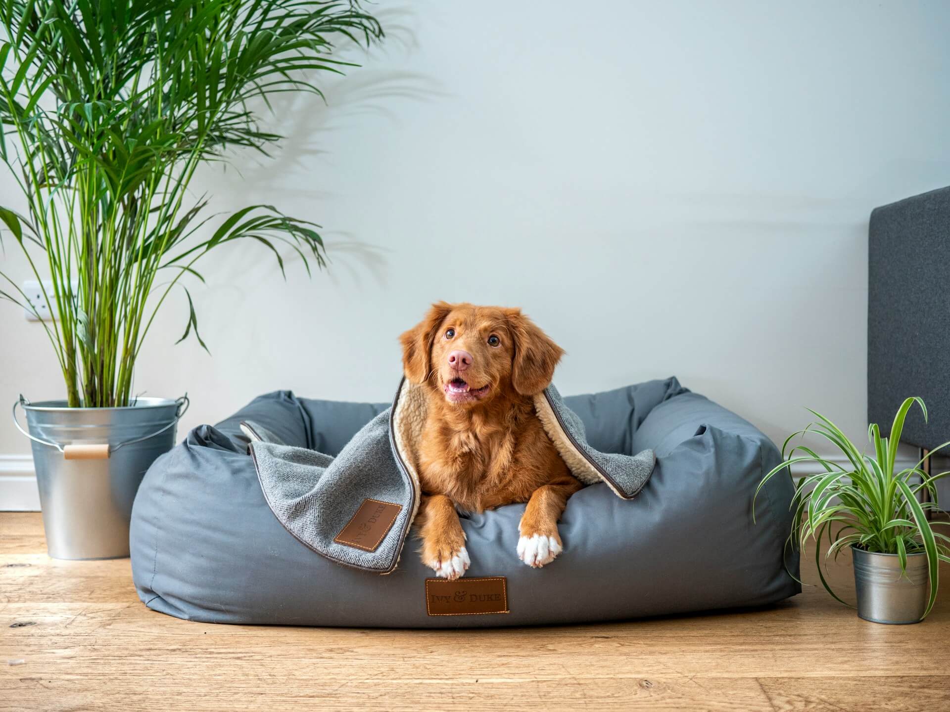 How to Find a Pet-Friendly Luxury Apartment in Tokyo: A Guide for Expats
