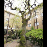 Cherryblossam tree in a middle of court yard | YOYOGI TERRACE APARTMENT Exterior photo 04