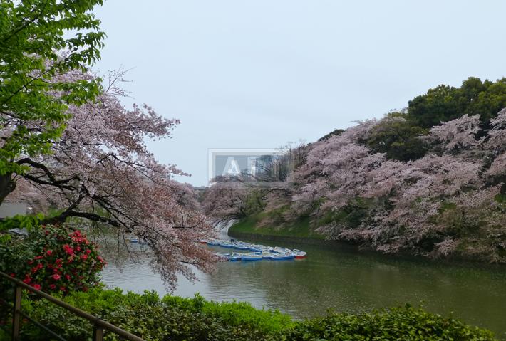 千鳥ヶ淵