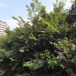  | PREMIER GARDEN HONGO Interior photo 04